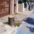 «200 alberi abbattuti dopo la morte di Alicia Amoruso»