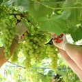 L'innovazione varietale nella coltivazione di uva da tavola