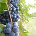 Il mercato delle uve da vino non va