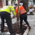 Piantumati due nuovi alberi in via Aldo Moro