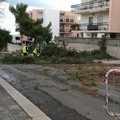 Gestione verde pubblico: abbattuti oltre 100 alberi in meno di un anno