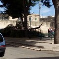 Giù un grosso ramo di pino in via Galilei: gli alberi non erano stati potati