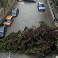 Grossi danni a causa del maltempo a Bisceglie - LE FOTO