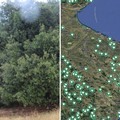 La Puglia terra di patriarchi verdi: 216 alberi monumentali nell’elenco Masaf, c'è anche Bisceglie