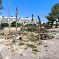 Via Cala Arciprete e verde urbano, Legambiente: «Continua la mattanza, i lecci seccano. Il depaving è solo un ricordo!»