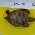 Rarissima tartaruga verde trovata morta tra Bisceglie e Molfetta
