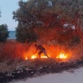 Incendio in zona Pantano a Bisceglie