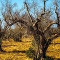 Xylella, il batterio killer avanza nel barese