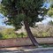 Manutenzione del verde, da lunedì via Cala dell'Arciprete chiusa parzialmente al traffico
