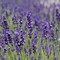Lavanda