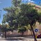 Albero rimosso, la nota di Spazio Civico Bisceglie