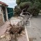 Grosso albero crolla in via della Libertà: tragedia sfiorata