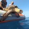 Liberata a Bisceglie una tartaruga Caretta Caretta