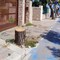 «200 alberi abbattuti dopo la morte di Alicia Amoruso»