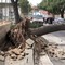 Crolla un albero in via Veneziano: morta una 12enne