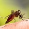 A Bisceglie misure di prevenzione e controllo del West Nile Virus