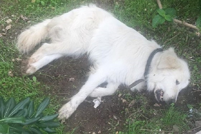 Cane avvelenato nei pressi di una villa nell'agro biscegliese