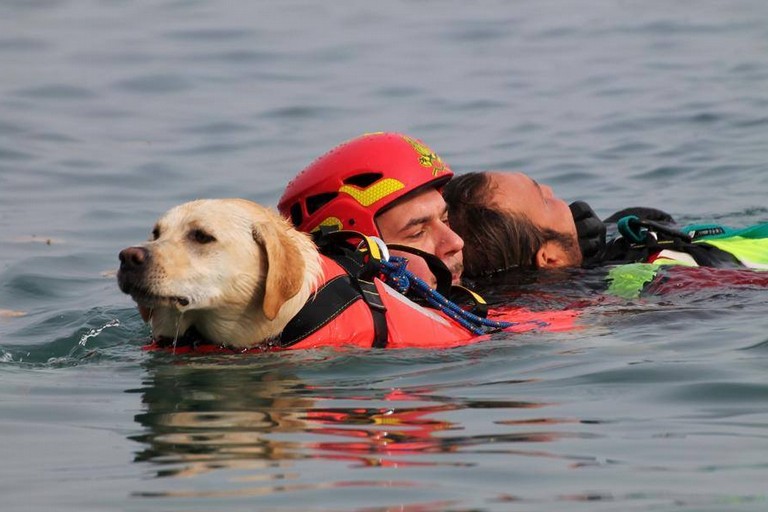 Cane da salvataggio