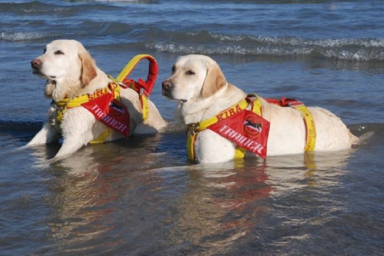 Cani da salvataggio