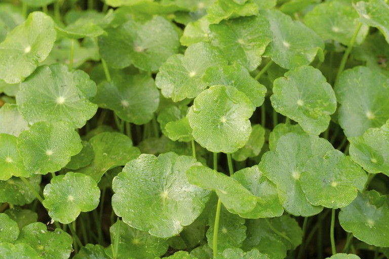 Centella