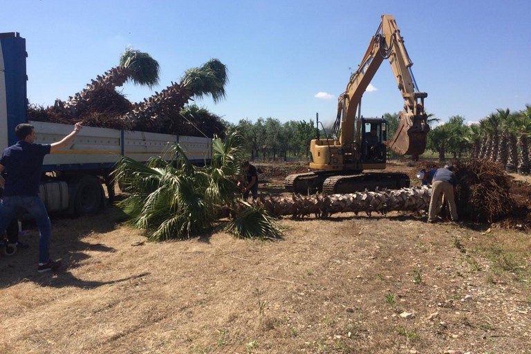 Cento nuovi alberi piantati a Bisceglie