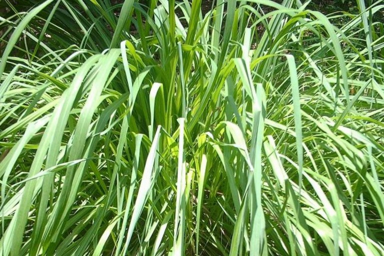 Citronella