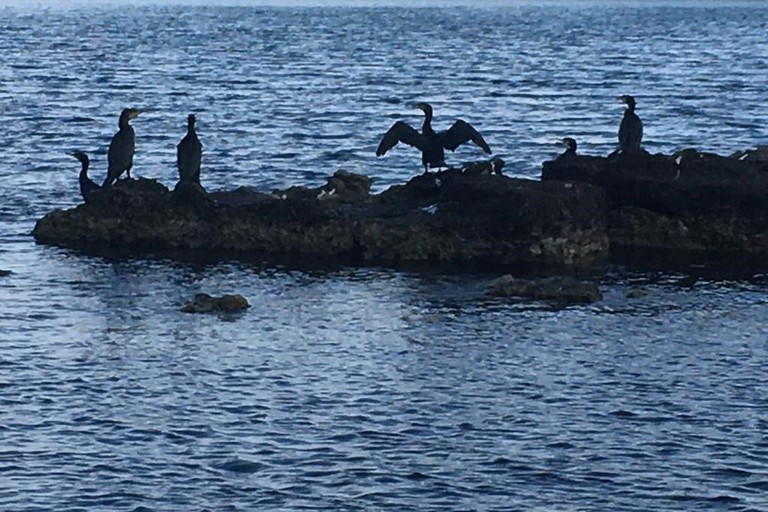 Cormorani sulle coste pugliesi