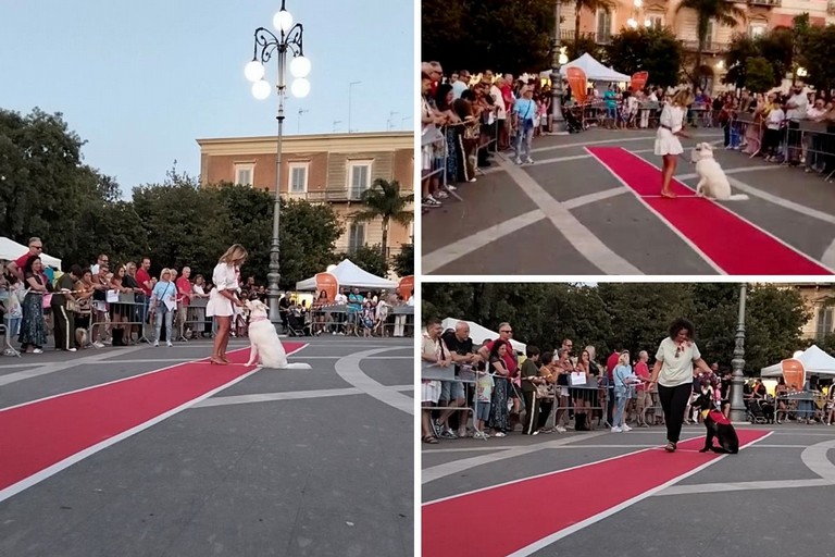 “Cani in Passerella”