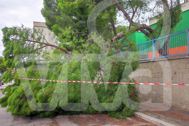 cade un albero alla scuola Monterisi