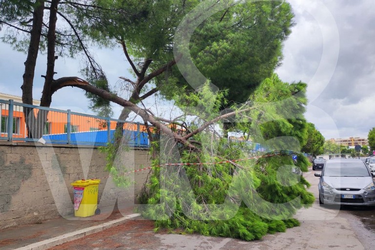 Albero caduto alla Monterisi: la polemica