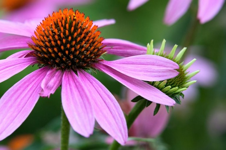 Echinacea