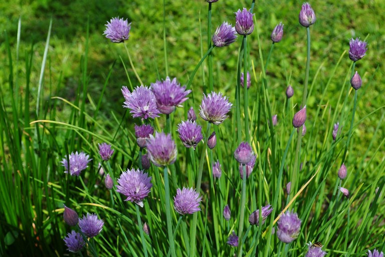 erba cipollina