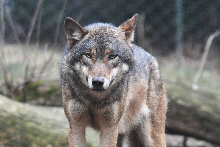Lupo (repertorio)