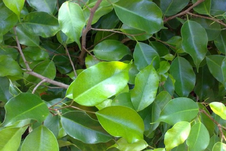 Ficus beniamino