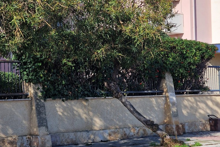 Verde pubblico, Spazio Civico Bisceglie