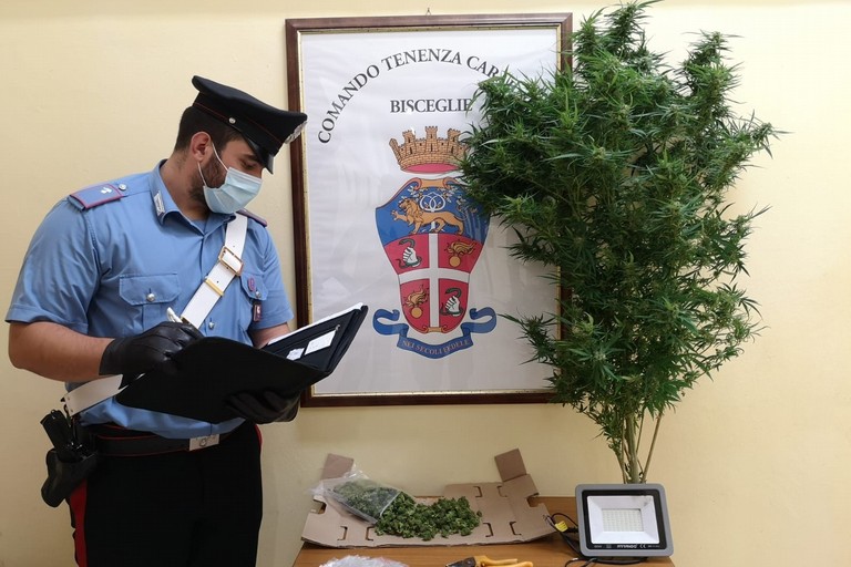 La droga sequestrata dai Carabinieri della Tenenza di Bisceglie