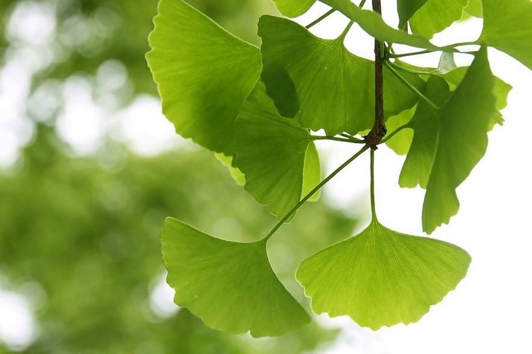 Ginkgo