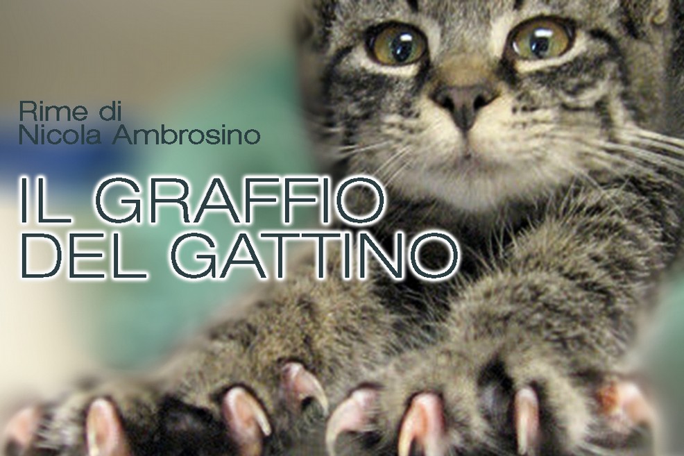 Il graffio del gattino