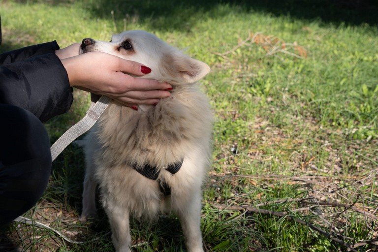 Giornata degli Animali. <span>Foto Marino Tattoli</span>