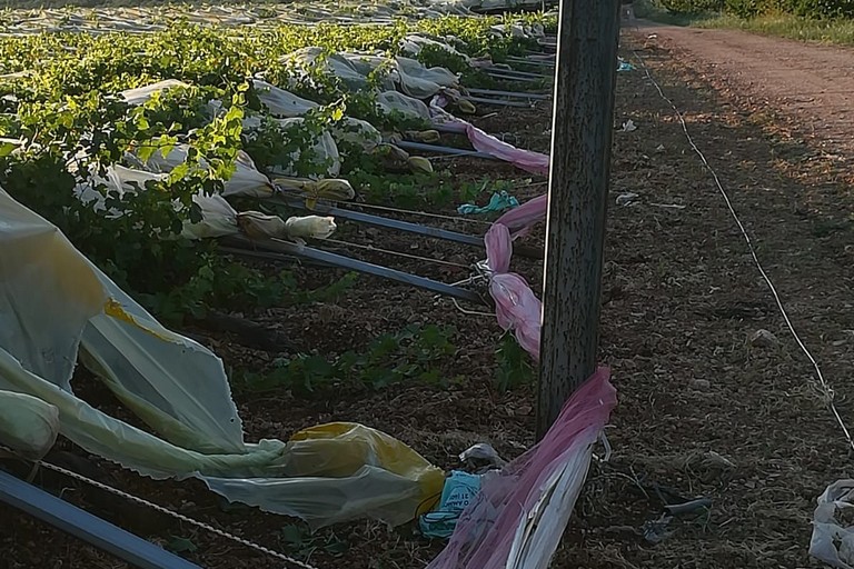 Tendone di uva da tavola abbattuto nelle campagne biscegliesi