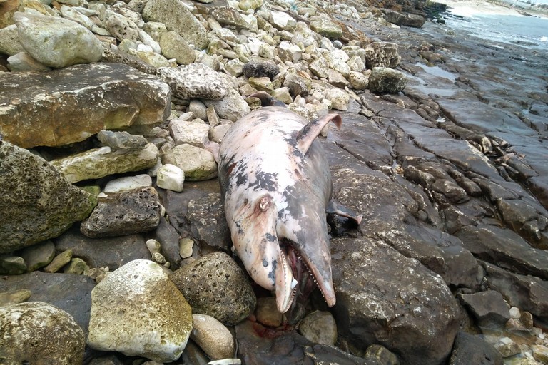 La carcassa del delfino spiaggiato sul litorale