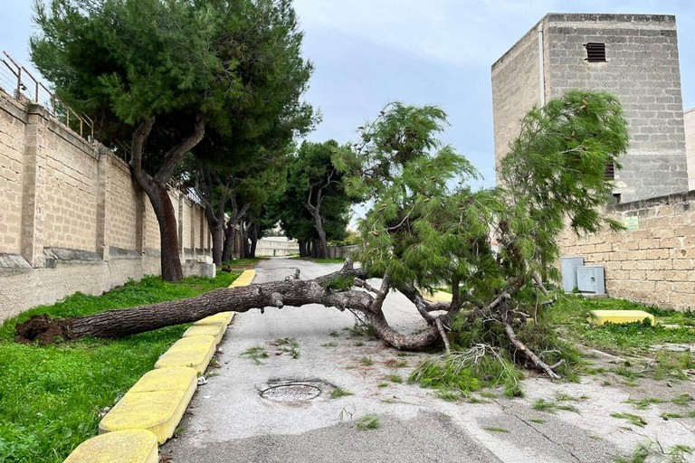 Cimitero Bisceglie, pino di grosse dimensioni crolla al suolo