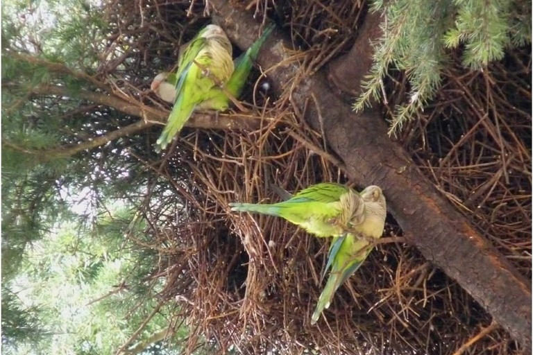 Invasione pappagalli verdi