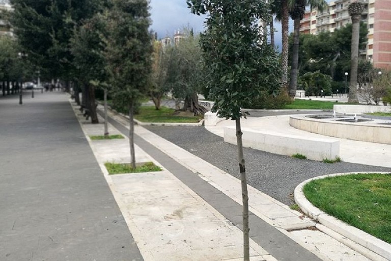 Il leccio piantato in piazza Vittorio Emanuele II