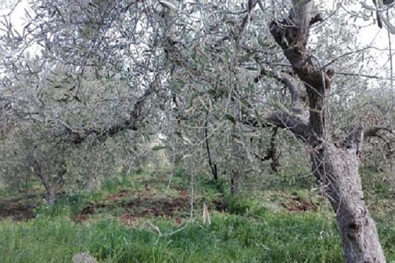 Strage di ulivi, sale la conta dei danni nelle provincie di Bari e Bat