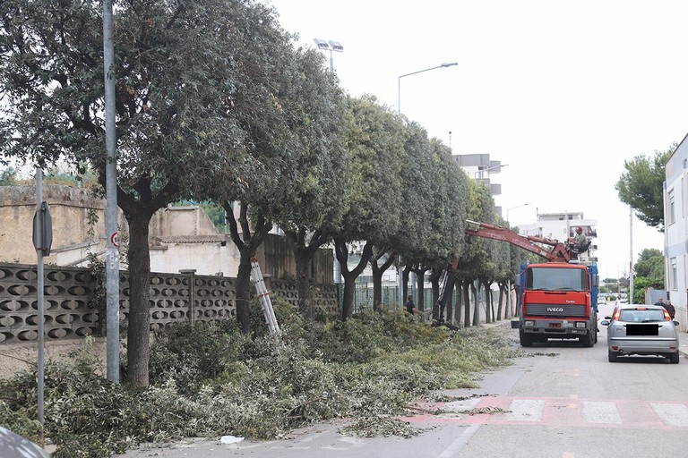 Manutenzione del verde