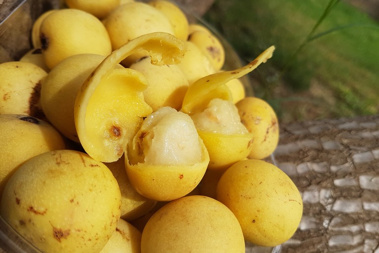 Marula