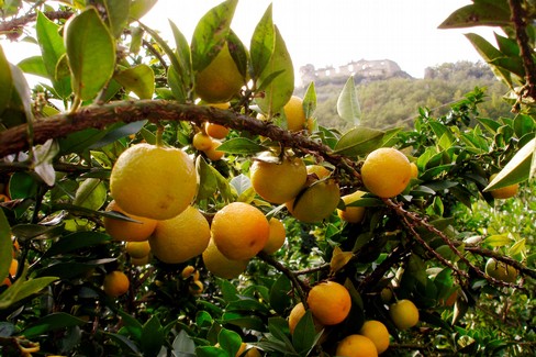 Il chinotto