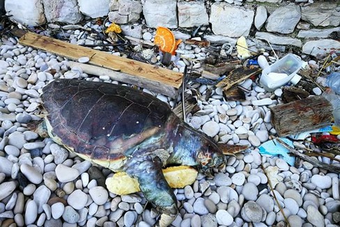Tartaruga spiaggiata in zona Salsello