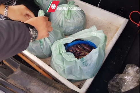 Biscegliese bloccato a Santo Spirito con 40 kg di datteri di mare